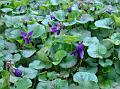 2009-0225-Violets-1300-9C